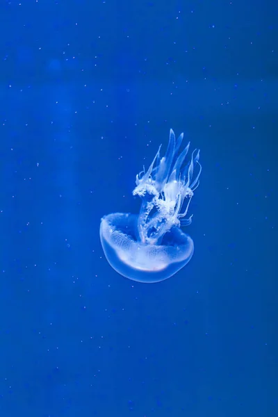 Koyu Mavi Okyanus Suyunda Beyaz Denizanası Dans Ediyor — Stok fotoğraf