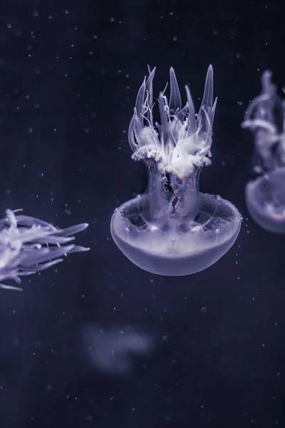 Koyu Mavi Okyanus Suyunda Beyaz Denizanası Dans Ediyor — Stok fotoğraf