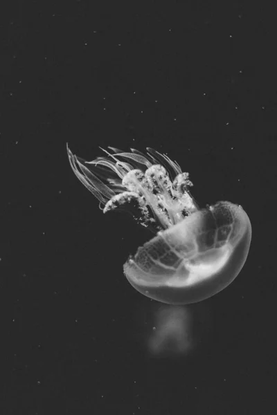 Fehér Medúza Dansing Sötétkék Óceán Vizében — Stock Fotó