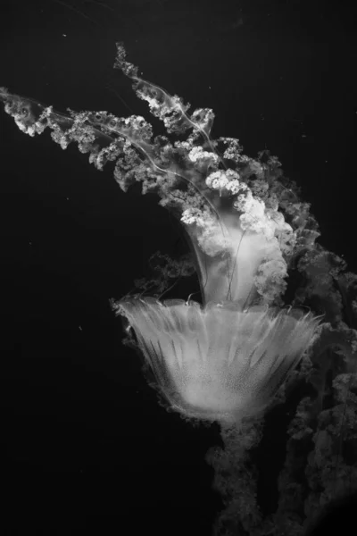 Biała Meduza Tańcząca Ciemnoniebieskiej Wodzie Oceanu — Zdjęcie stockowe
