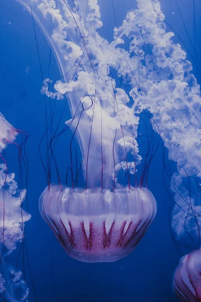 Fehér Medúza Dansing Sötétkék Óceán Vizében — Stock Fotó
