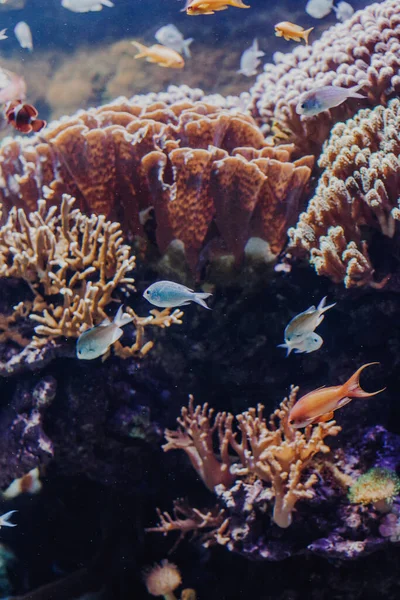 stock image Small fish swimming in an aquarium near aquatic plants in blue water.