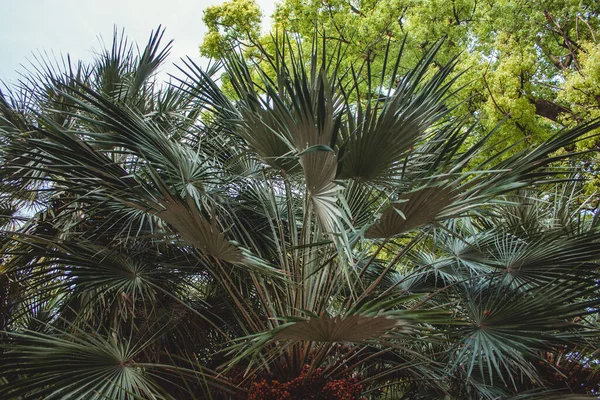 Крупним Планом Зелені Рослини Пальми Під Блакитним Небом Парку — стокове фото