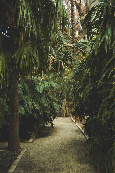 Красивий Парк Зеленими Рослинами Пальмами Під Яким Піщана Пішохідна Доріжка — стокове фото