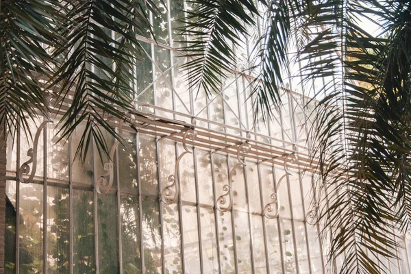 用绿树附近的金属栅栏保护的温室玻璃墙的特写 — 图库照片