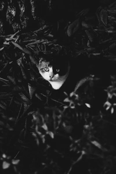 Beyaz Ağızlık Boynu Olan Siyah Kedi Çiçek Tarhında Yeşil Bitkilerin — Stok fotoğraf