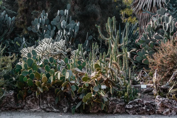 Zöld Kaktuszok Nőnek Egy Virágágyban Egy Parkban Egy Homokos Gyalogos — Stock Fotó