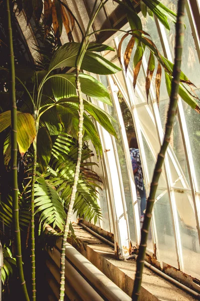 Zöld Növények Melyekre Nap Üvegház Ablakain Keresztül Fehér Fából Készült — Stock Fotó