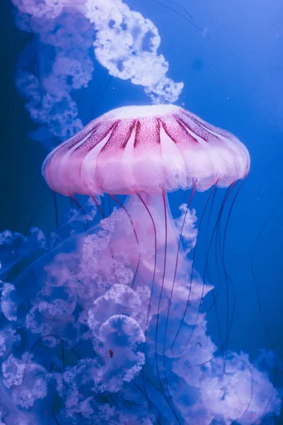 White Jellyfish Dansing Dark Blue Ocean Water Stock Image