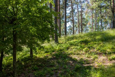 Mavi gökyüzünün altındaki çam ormanındaki yeşil çimenli tepe. Ilık güneş ışığı yeşil çimlerin üzerinde parıldıyor.