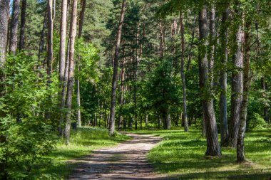 Bir yaz günü yeşil bir çam ormanında ağaç kökleri olan kum patikası.