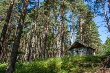 Mavi gökyüzünün altındaki bir tepedeki çam ormanında küçük ahşap bir evde..