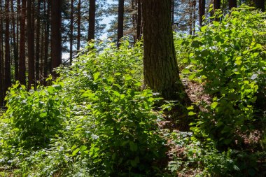 Küçük yeşil çalılar, küçük bir tepedeki çam ağacının yanında yetişiyor..