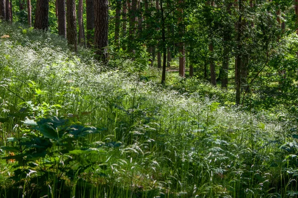 Zielona Trawa Krajobraz Białym Lasem Sosnowym Lesie Słoneczny Letni Dzień — Zdjęcie stockowe