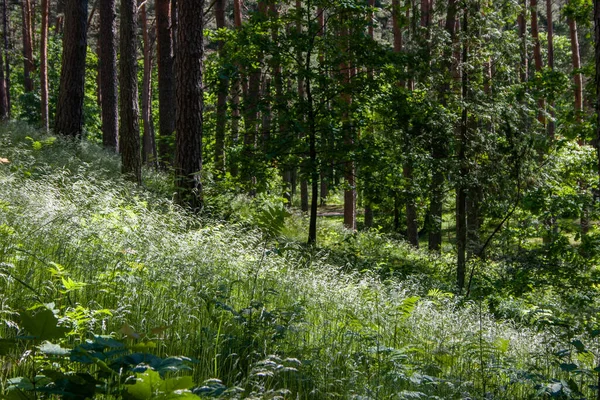 Zielona Trawa Krajobraz Białym Lasem Sosnowym Lesie Słoneczny Letni Dzień — Zdjęcie stockowe