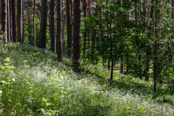 Paisagem Grama Verde Com Dogwoods Brancos Uma Floresta Pinheiros Dia — Fotografia de Stock