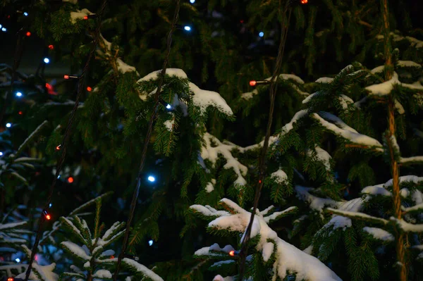 Lumières Noël Suspendues Dans Arbre — Photo