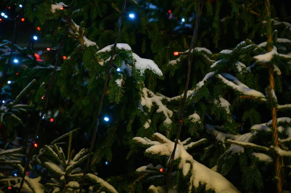 Ağaçta Asılı Noel Işıkları — Stok fotoğraf