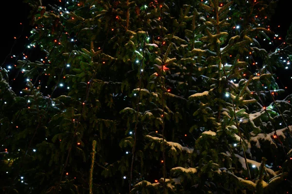 挂在树上的圣诞彩灯 — 图库照片