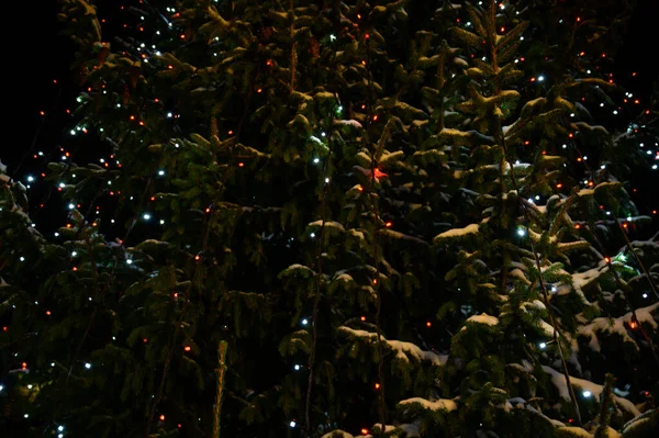 Різдвяні Вогні Висять Дереві — стокове фото