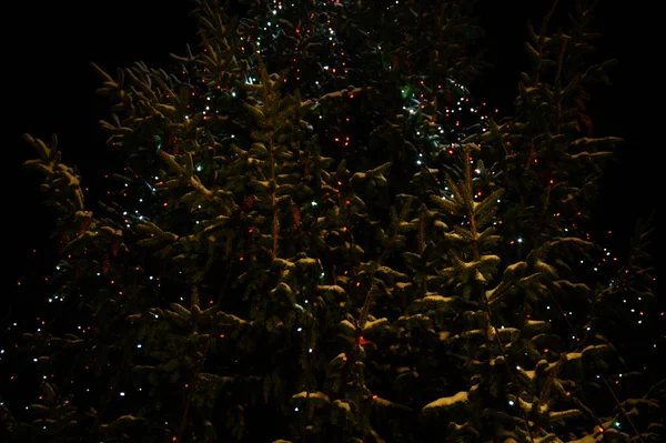 挂在树上的圣诞彩灯 — 图库照片