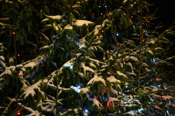 Рождественские Огни Висят Дереве — стоковое фото
