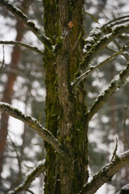 Yeşil yosunlarla kaplanmış bir sürü dalları olan kahverengi ağaç gövdesi. Dallara beyaz kar düştü..