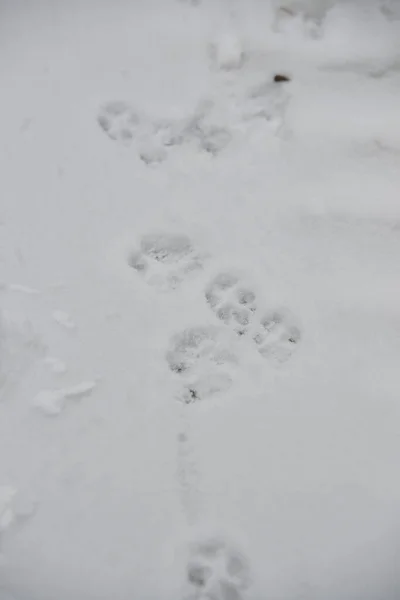 Zajímavé Abstraktní Bílé Pozadí Stopami Kočky Nebo Psích Tlapek Sněhu — Stock fotografie