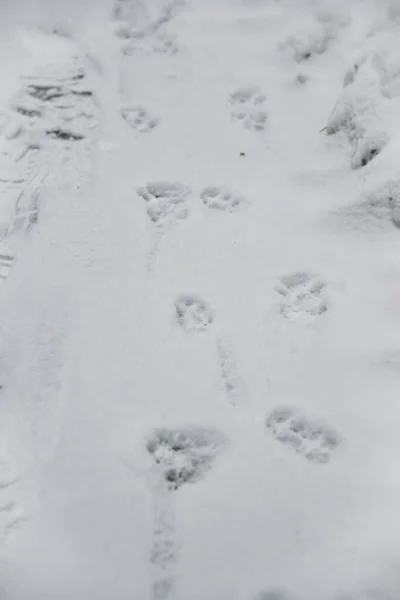雪の上に猫や犬の足の足跡を持つ興味深い抽象的な白い背景 冬のペットの世話 寒い天候で — ストック写真