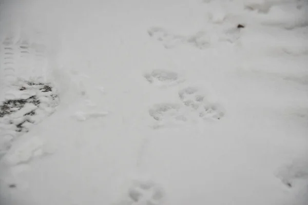 Fundo Branco Abstrato Interessante Com Pegadas Gato Patas Cachorro Neve — Fotografia de Stock