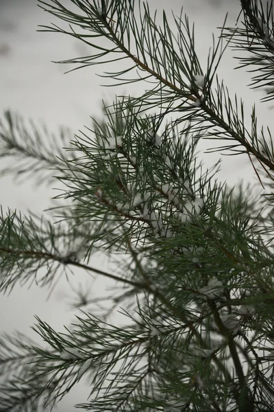 Boże Narodzenie Tło Pięknego Sosnowego Drzewa Brunch Bliska Miejsce — Zdjęcie stockowe