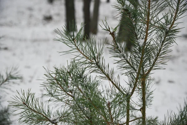 Різдвяний Фон Красивим Зеленим Сосновим Деревом Крупним Планом Копіювати Простір — стокове фото