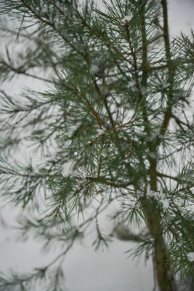 Εσωτερικη Χριστουγεννιάτικο Φόντο Όμορφο Πράσινο Πεύκο Δέντρο Brunch Χώρο Αντίγραφο — Φωτογραφία Αρχείου