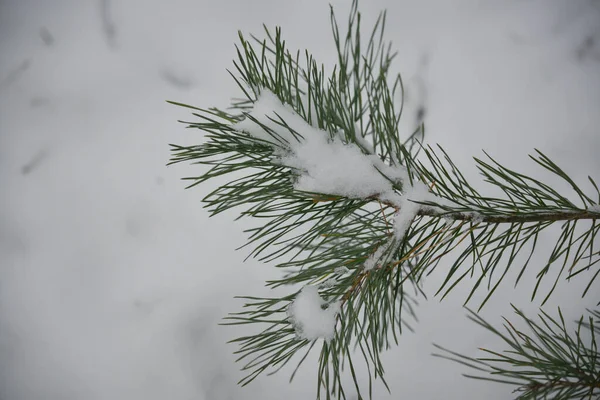 Vánoční Pozadí Krásné Zelené Borovice Strom Brunch Zblízka Kopírovat Prostor — Stock fotografie