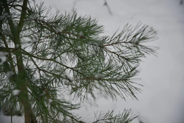 소나무 브런치 크리스마스 닫습니다 — 스톡 사진