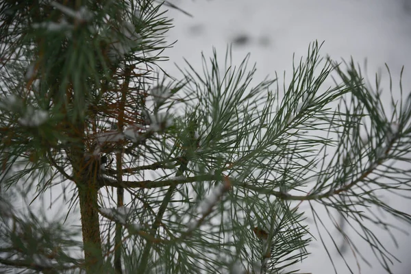 Vánoční Pozadí Krásné Zelené Borovice Strom Brunch Zblízka Kopírovat Prostor — Stock fotografie