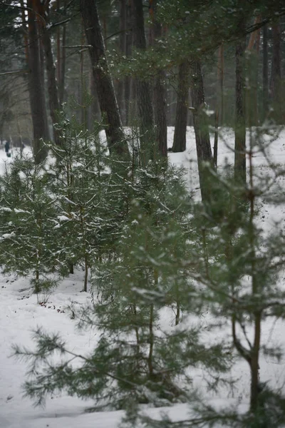 Pequeños Pinos Verdes Jóvenes Bosque Nieve Blanca — Foto de Stock
