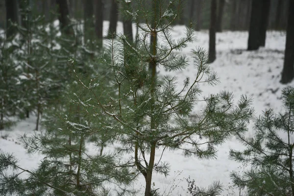 Petits Pins Verts Jeunes Dans Forêt Dans Neige Blanche — Photo