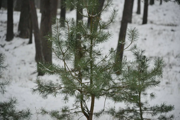 Małe Zielone Młode Sosny Lesie Białym Śniegu — Zdjęcie stockowe