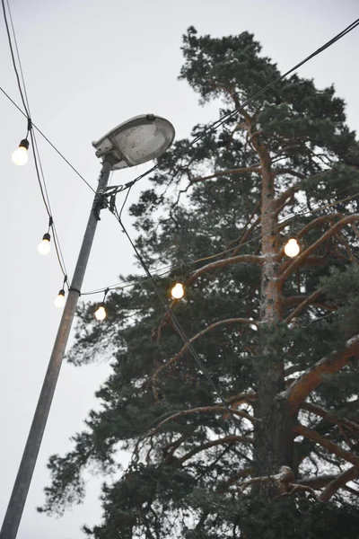 string of lights in a green pine branch tied to a metal lantern against a white winter sky