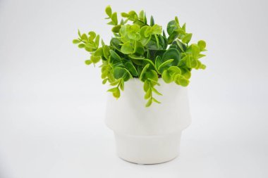 Beyaz üzerine izole edilmiş küçük yeşil bitki