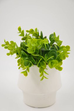 Beyaz üzerine izole edilmiş küçük yeşil bitki