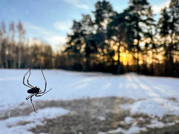 huge black house spider sits on a window glass at sunset with a forest landscape in the background.