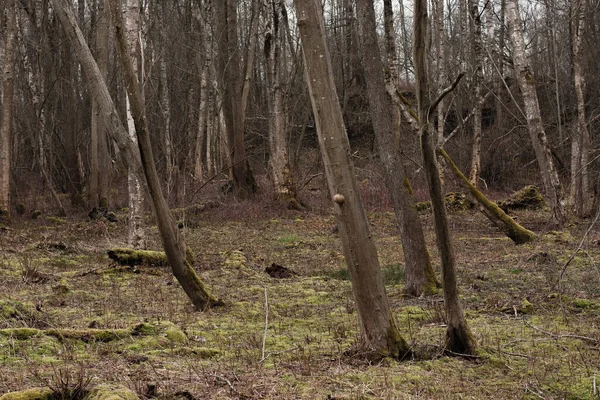 Wiosenny Widok Las Gdzie Upadłe Martwe Pnie Drzew Porośnięte Zielonym — Zdjęcie stockowe