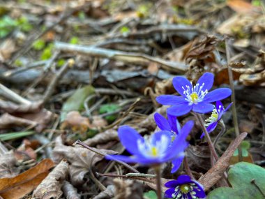 Anemon hepatikası (yaygın hepatika, karaciğer otu, böbrek otu, pennywort) çiçekleri, orman