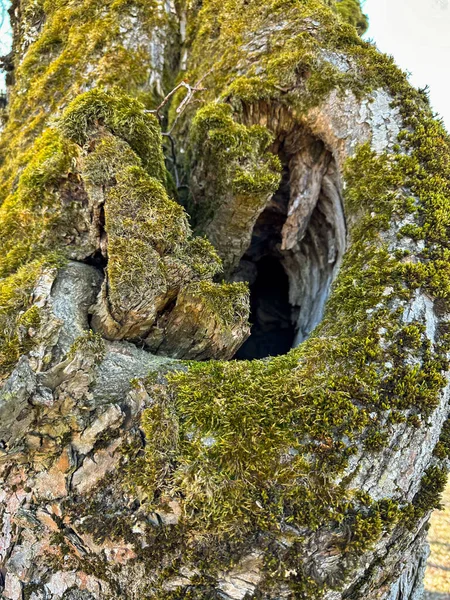 이끼와 자라는 부러진 가지의 클로즈업 이끼로 뒤덮인 부러진 나뭇가지의 클로즈업 — 스톡 사진