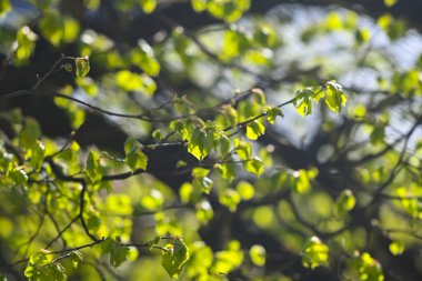 Bahar ormanındaki bir dalda taze yeşil yapraklar. İlkbahar, ilkbahar doğanın uyanışı.