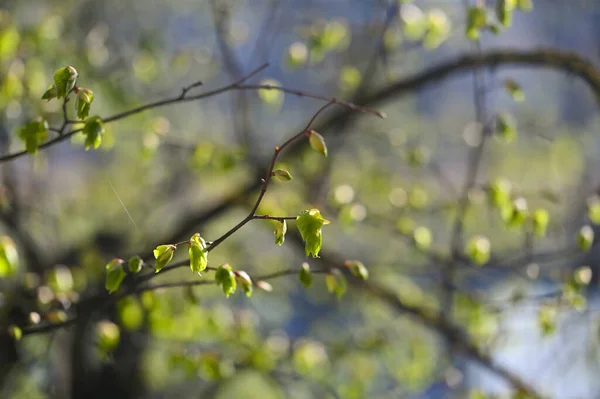 Foglie Verdi Giovani Fresche Ramo Nella Foresta Primavera Primavera Primavera — Foto Stock