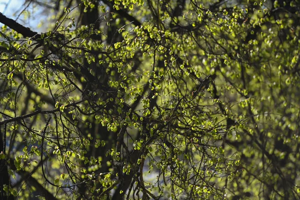 Färska Unga Gröna Blad Gren Vårskogen Våren Naturens Uppvaknande — Stockfoto