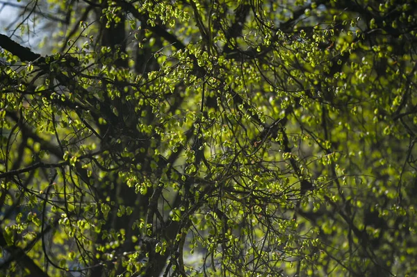 Свіже Молоде Зелене Листя Гілці Весняному Лісі Весняне Весняне Пробудження — стокове фото